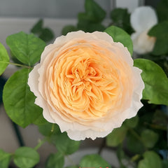 Hanxian Rose