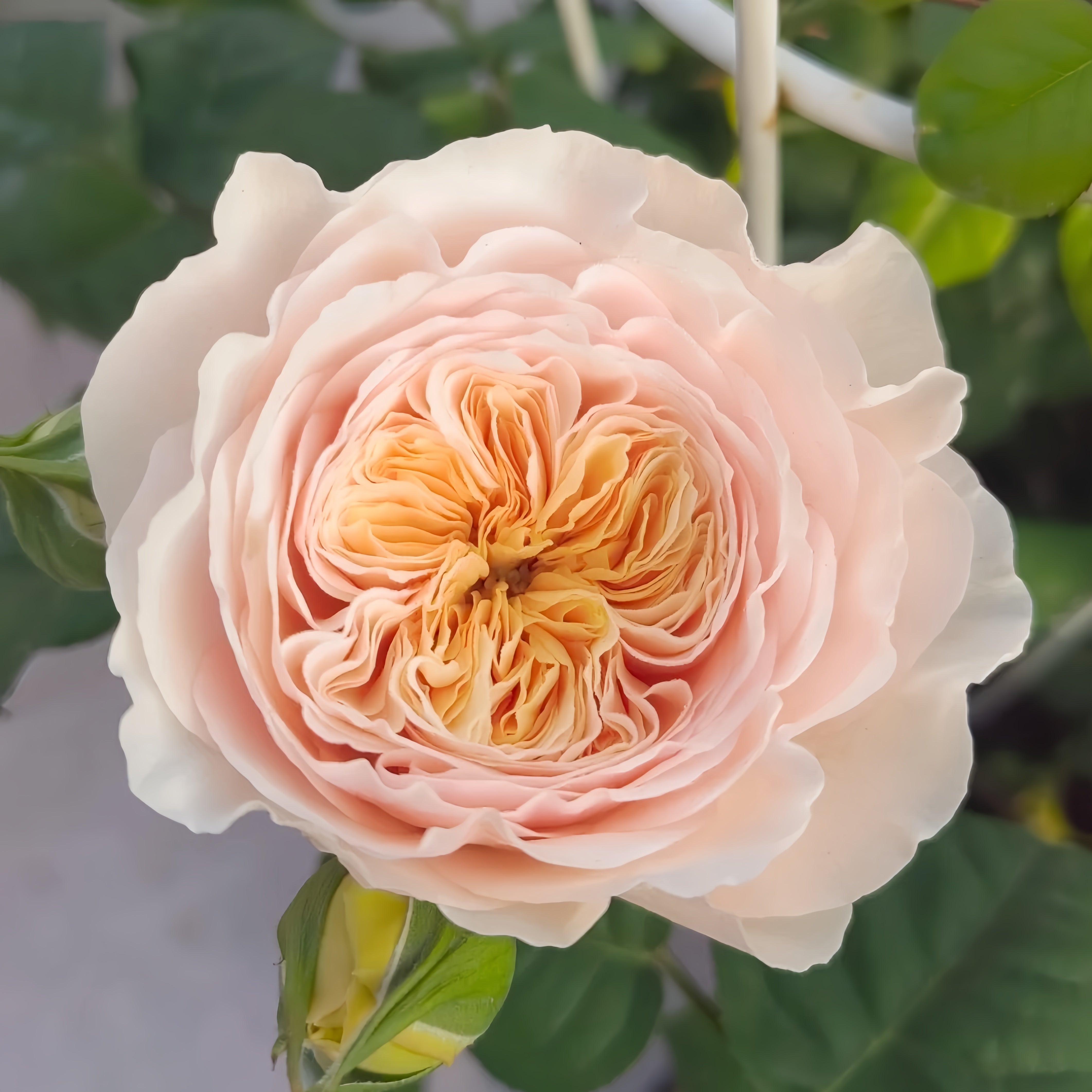 Hanxian Rose