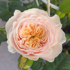 Hanxian Rose