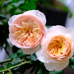 Hanxian Rose