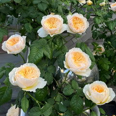 Hanxian Rose