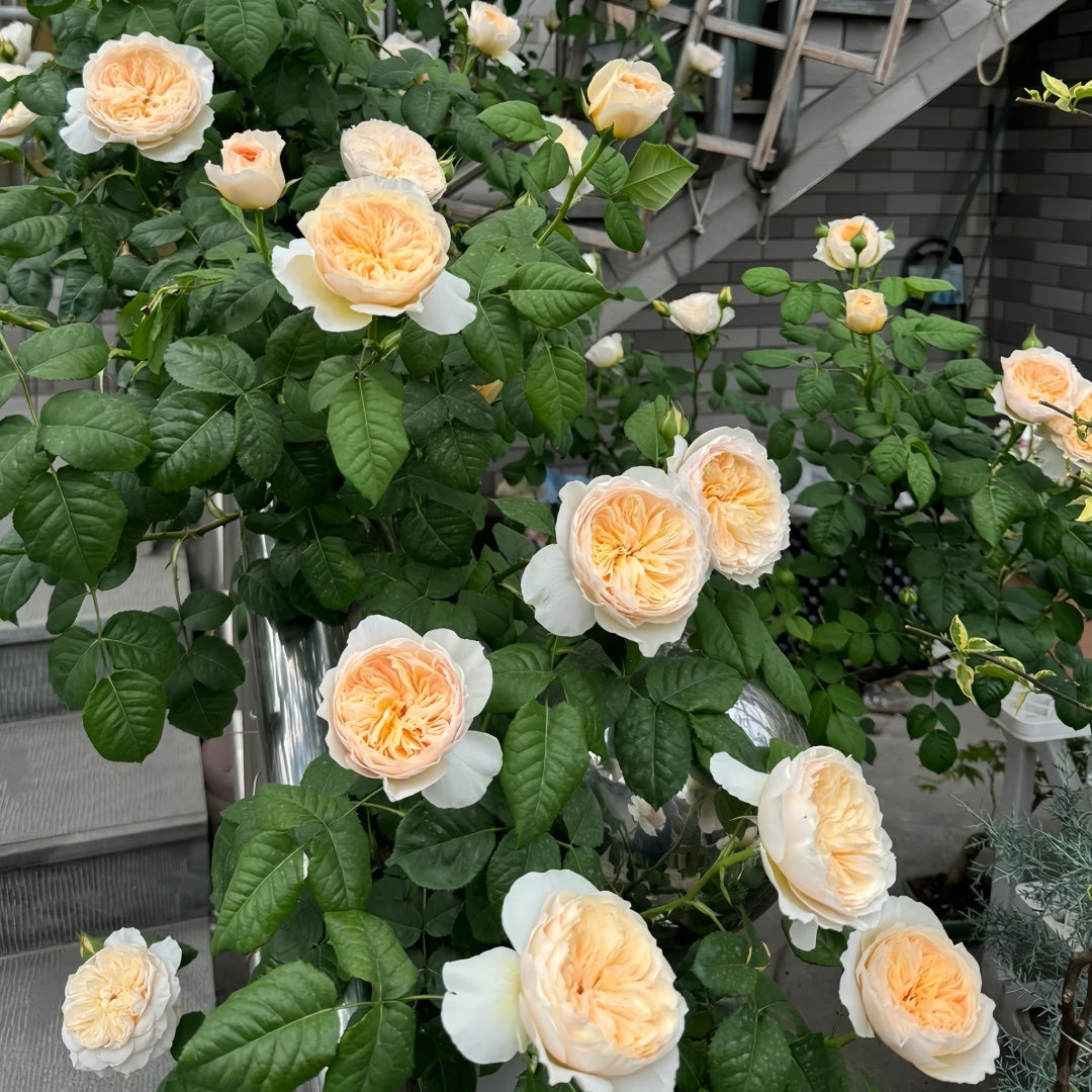 Hanxian Rose