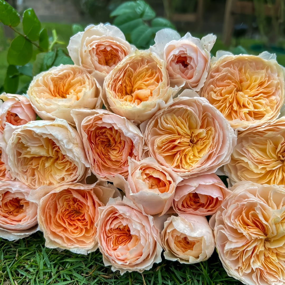 Hanxian Rose