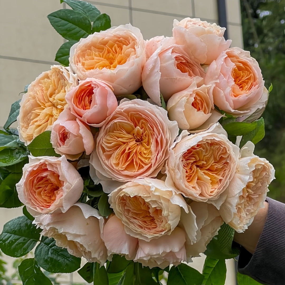 juliet garden rose seeds Climbing Juliet.HANXIAN Rose-涵仙|Chinese Climbing Rose