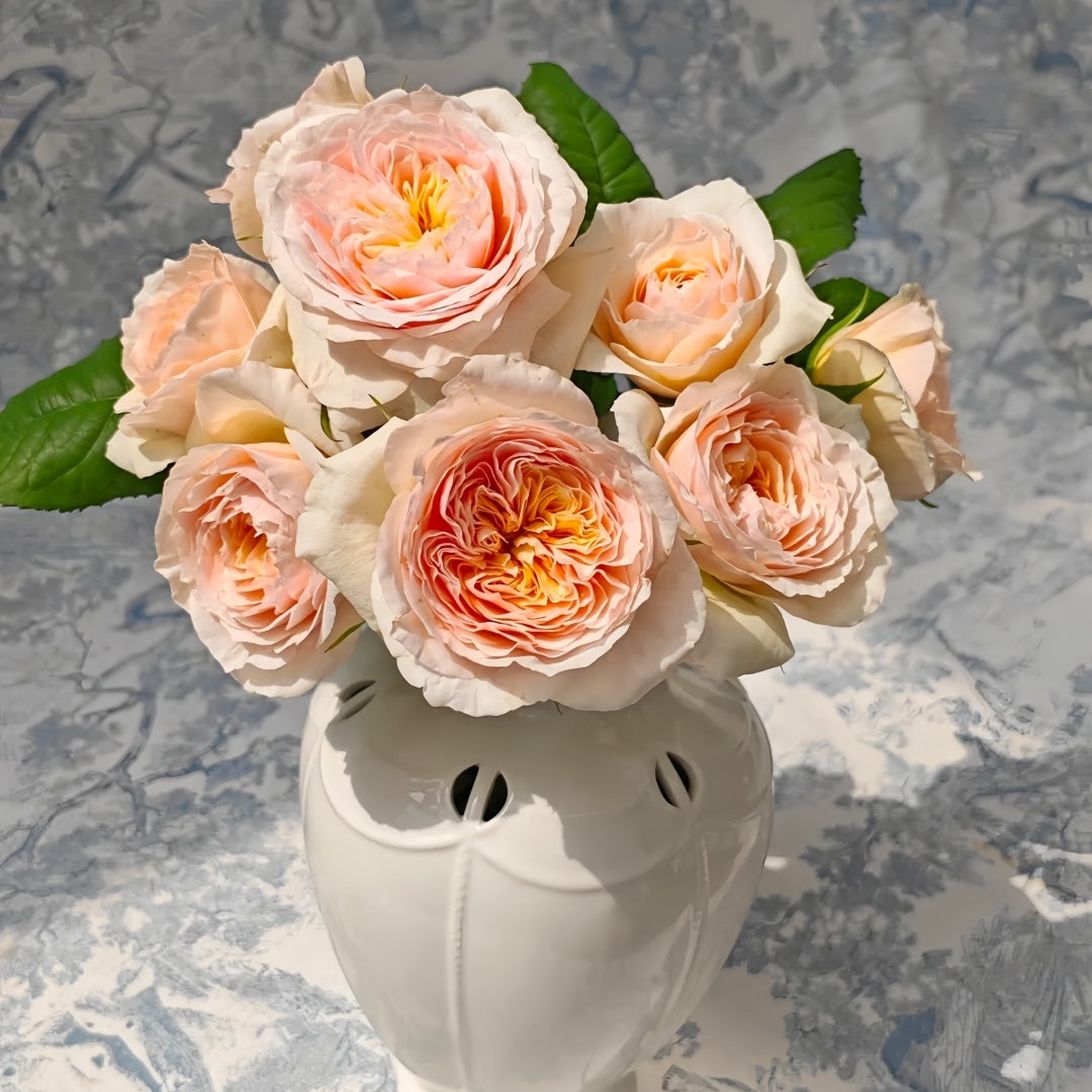 Hanxian Rose