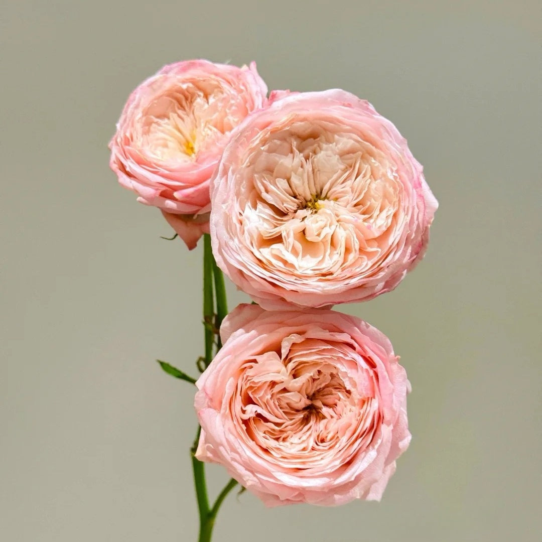 Harper rose