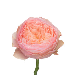 Harper rose