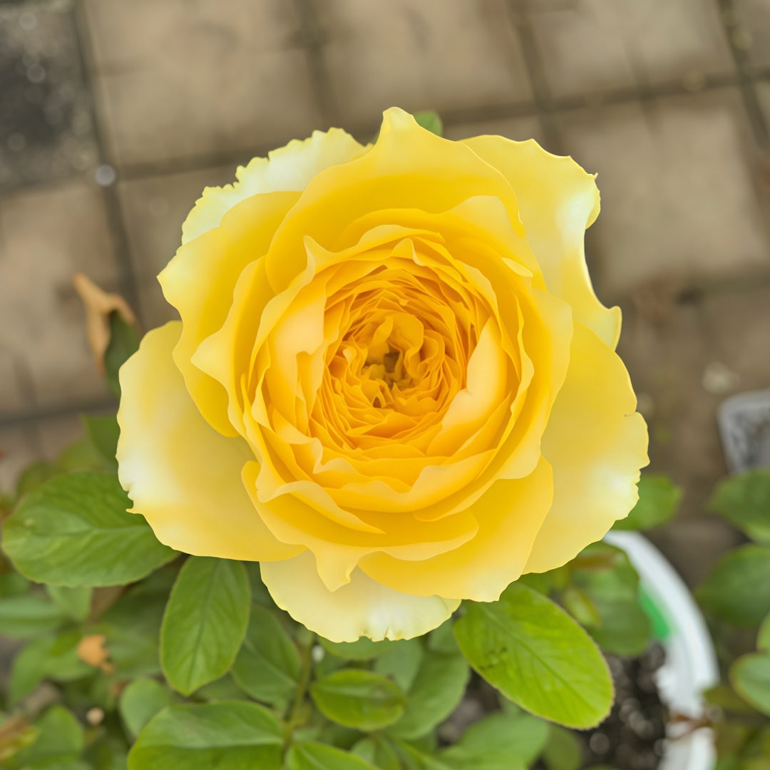 Hiyoko Rose-小黄鸡｜Japanese Shrub Rose