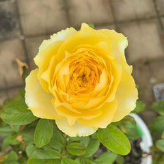 Hiyoko Rose-小黄鸡｜Japanese Shrub Rose
