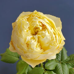 Hiyoko Rose-小黄鸡｜Japanese Shrub Rose