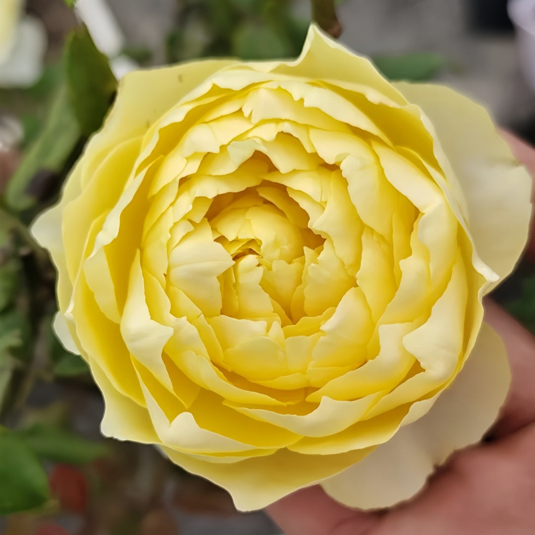 Hiyoko Rose-小黄鸡｜Japanese Shrub Rose