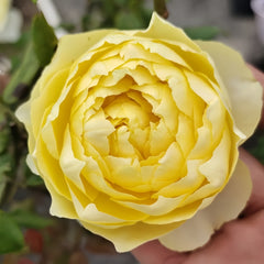 Hiyoko Rose-小黄鸡｜Japanese Shrub Rose