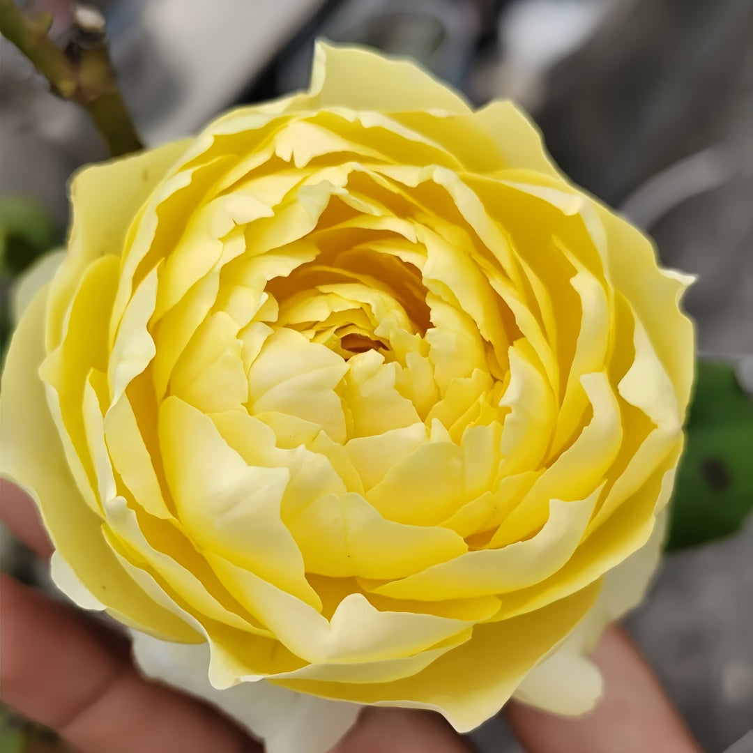 Hiyoko Rose-小黄鸡｜Japanese Shrub Rose