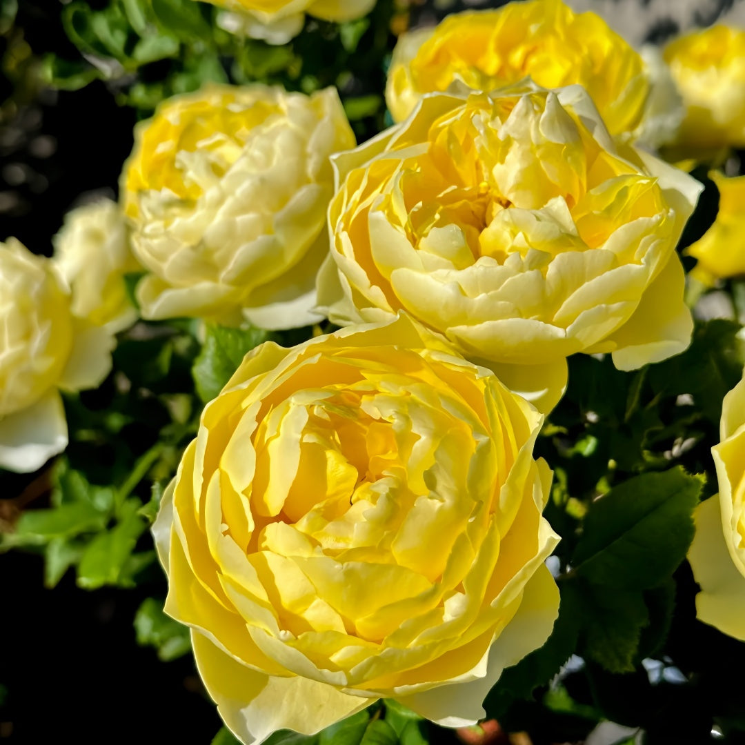 Hiyoko Rose-小黄鸡｜Japanese Shrub Rose