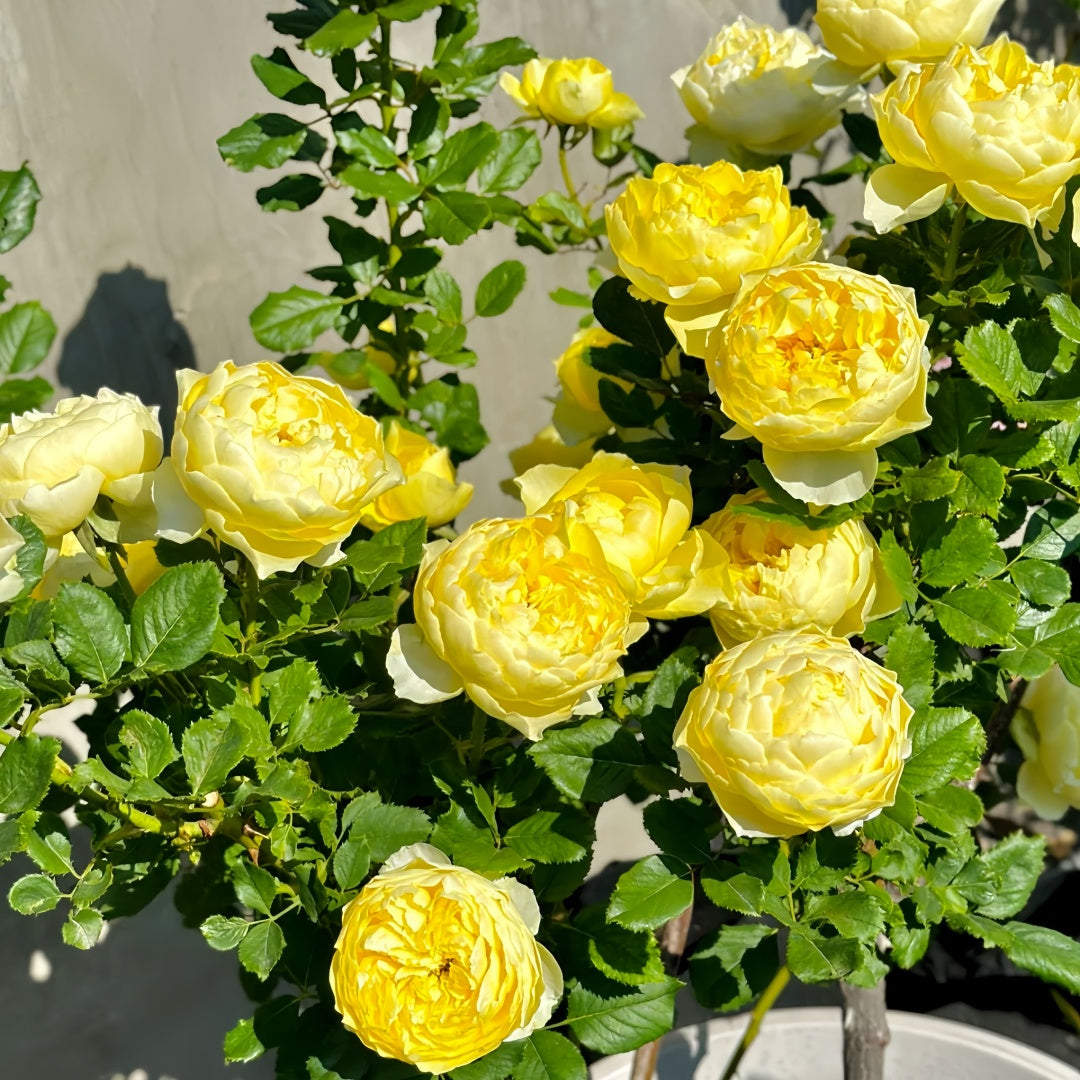Hiyoko Rose-小黄鸡｜Japanese Shrub Rose