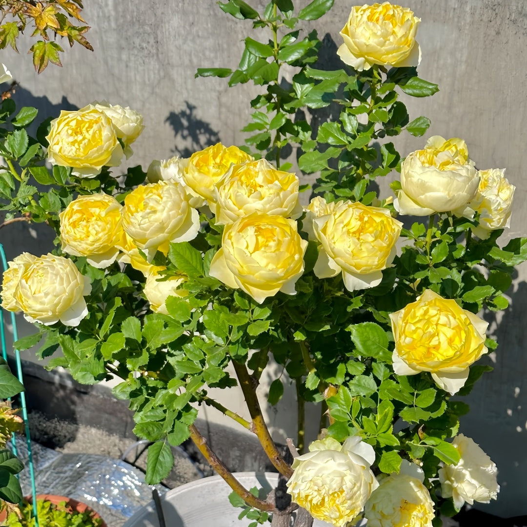 Hiyoko Rose-小黄鸡｜Japanese Shrub Rose