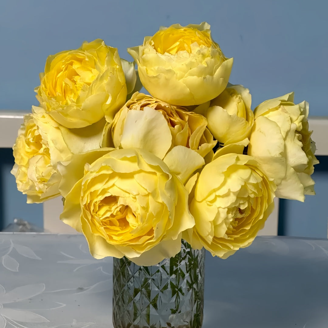 Hiyoko Rose-小黄鸡｜Japanese Shrub Rose