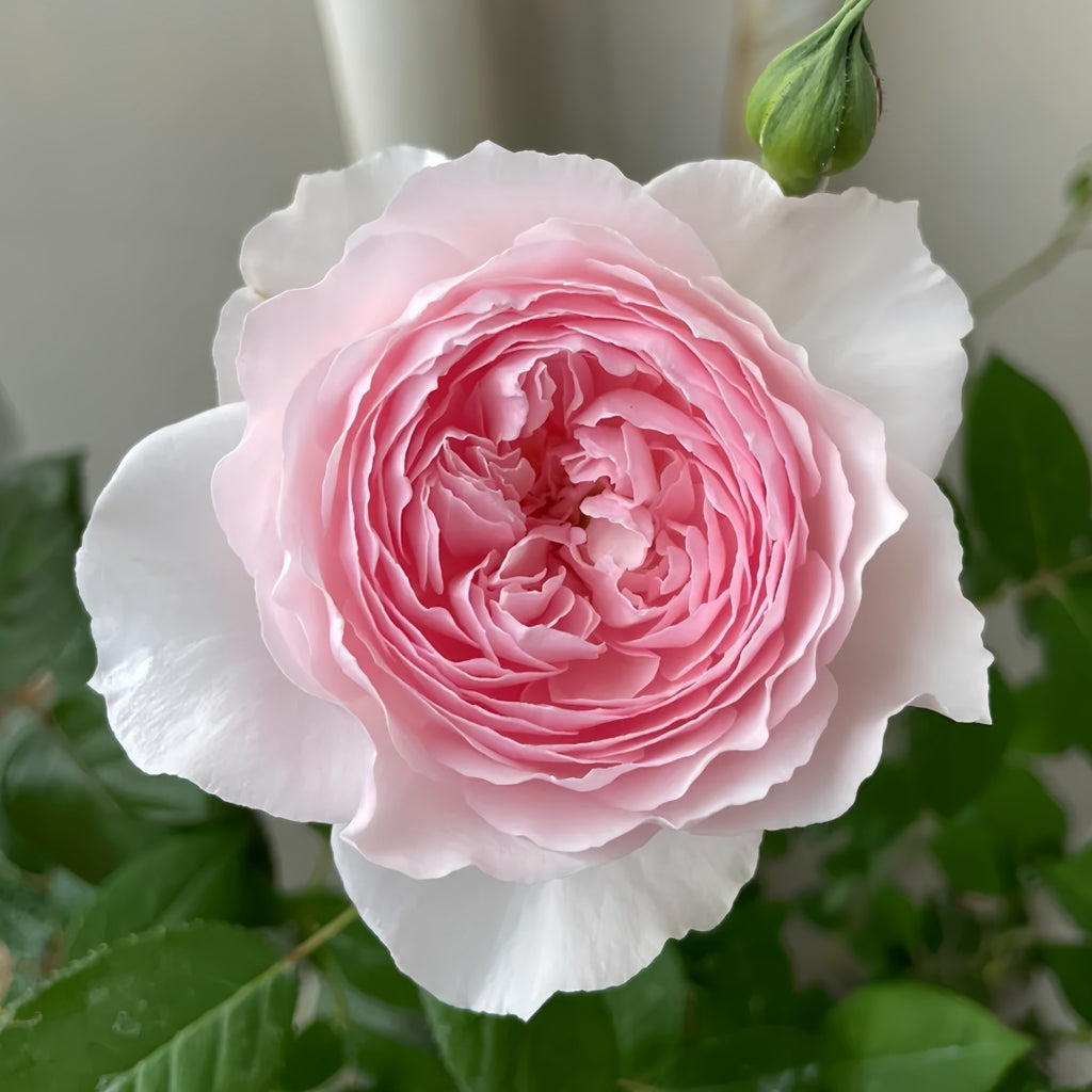 カベーニプロ　ローズピンク Princess Kishi rose-科斯公主｜Japanese Cut Rose – Ergongzy Roses