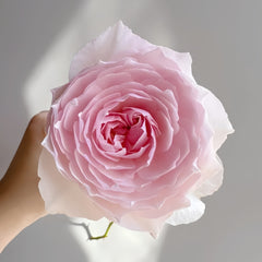 Hiyori Rose