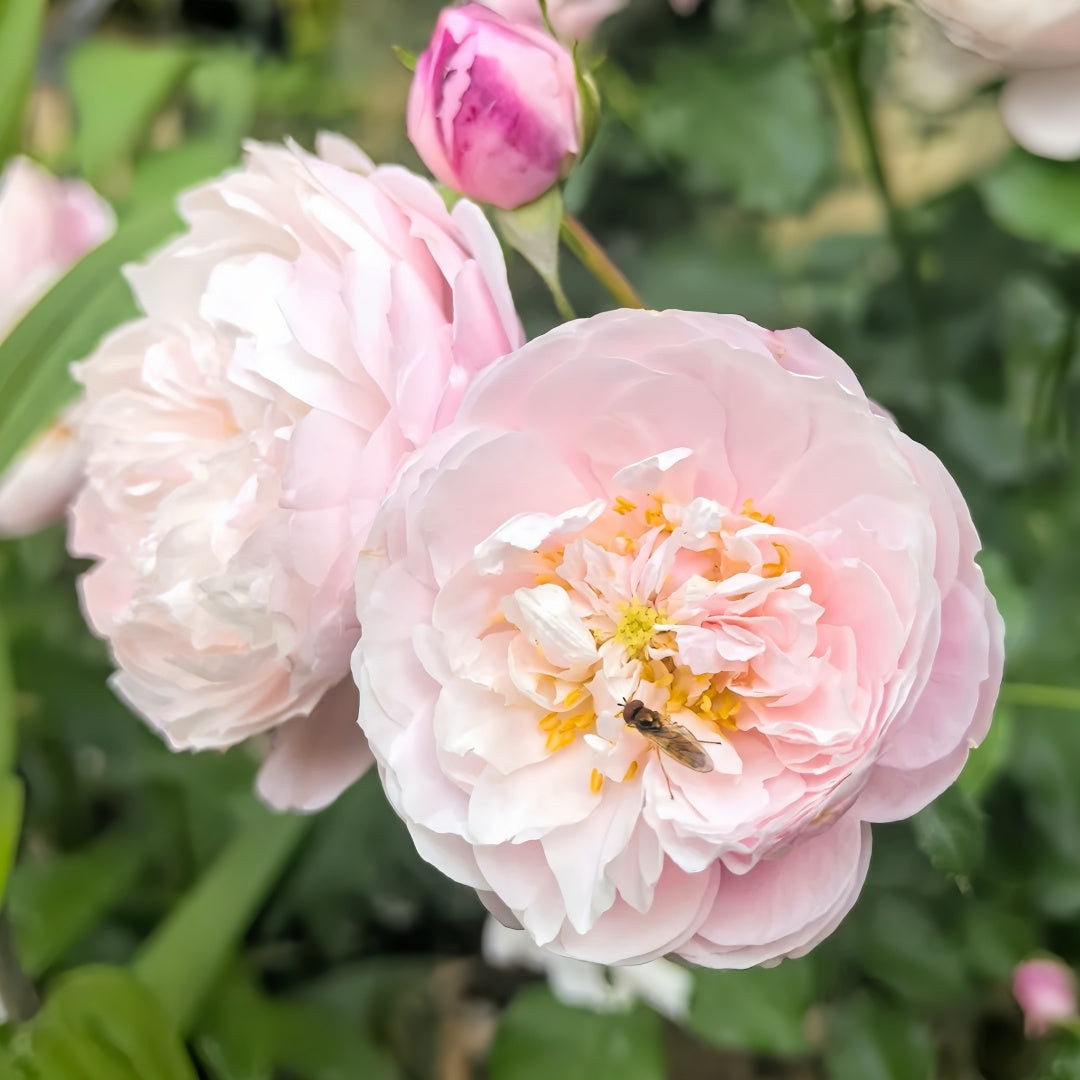 Hiyori Rose