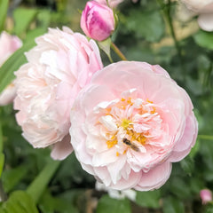 Hiyori Rose