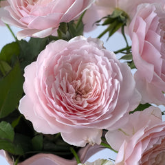 Hiyori Rose
