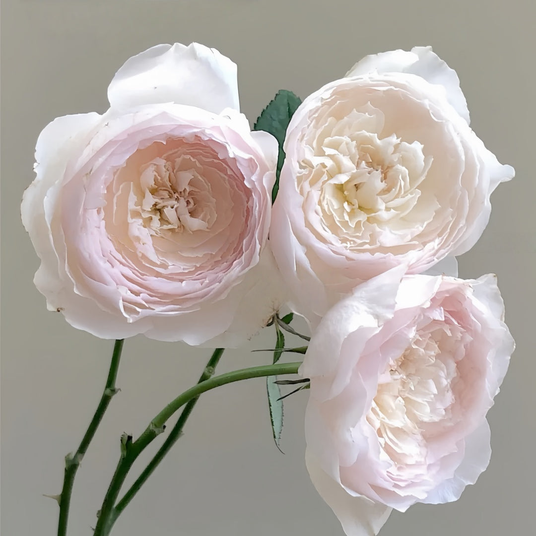 Hiyori Rose