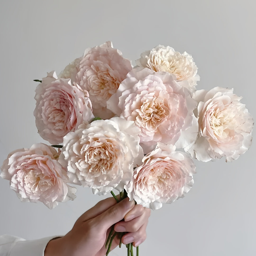 Hiyori Rose