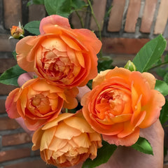 Honey Carame Rose