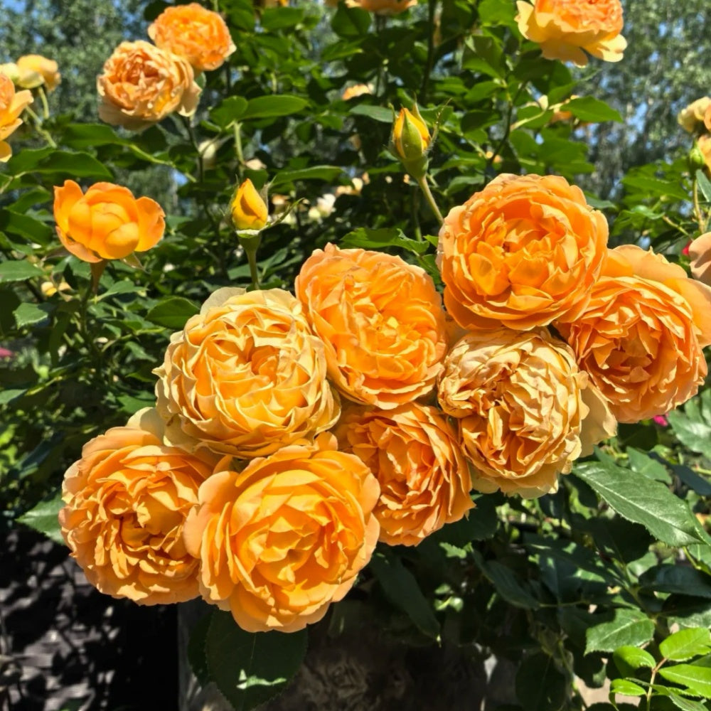 Honey Carame Rose