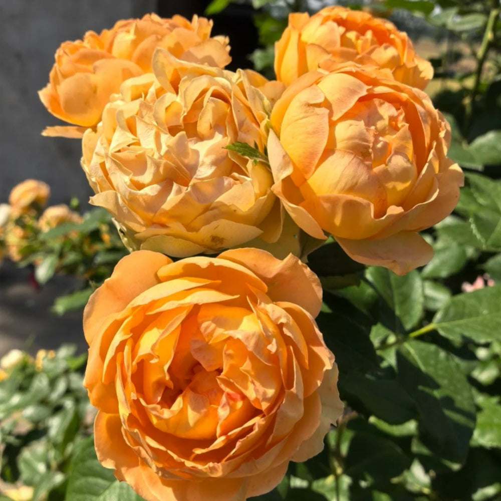 Honey Carame Rose