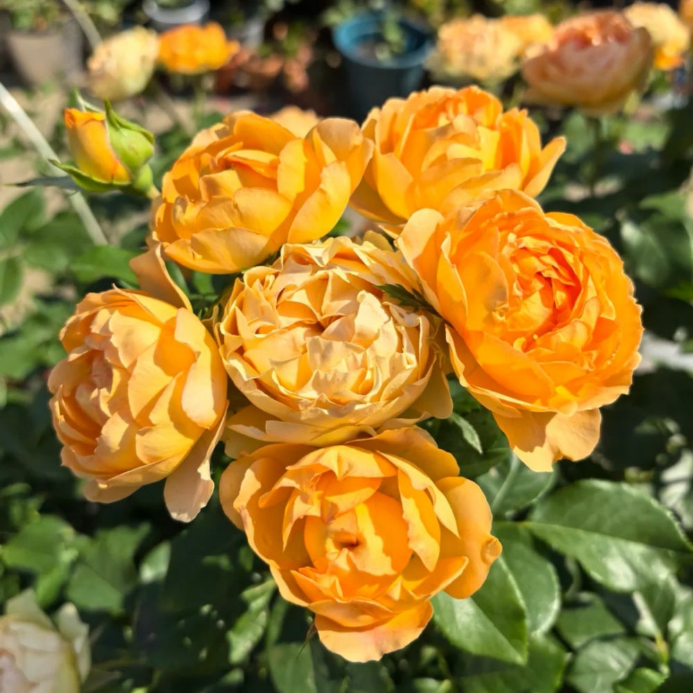 Honey Carame Rose