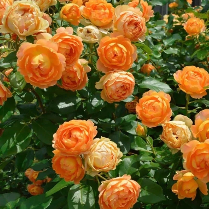 Honey Carame Rose
