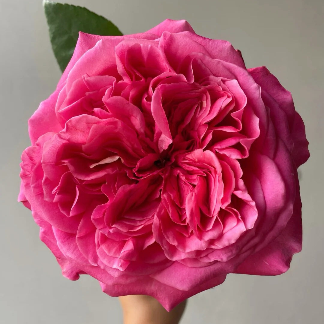 Hot X-pression Rose