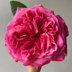Hot X-pression Rose
