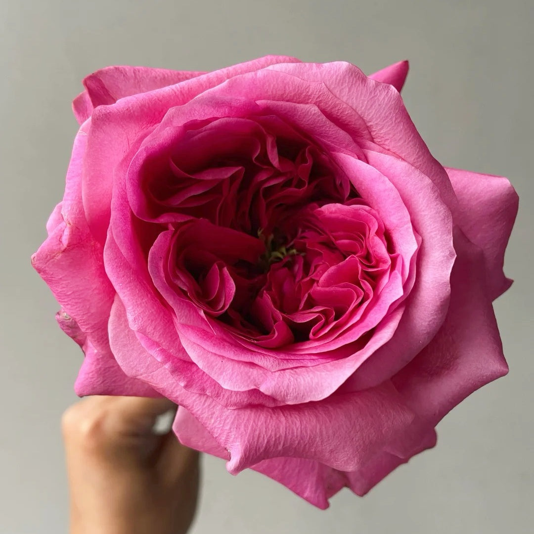 Hot X-pression Rose