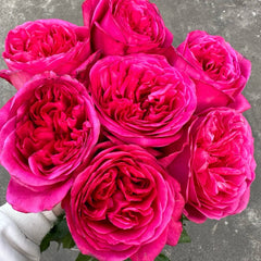 Hot X-pression Rose