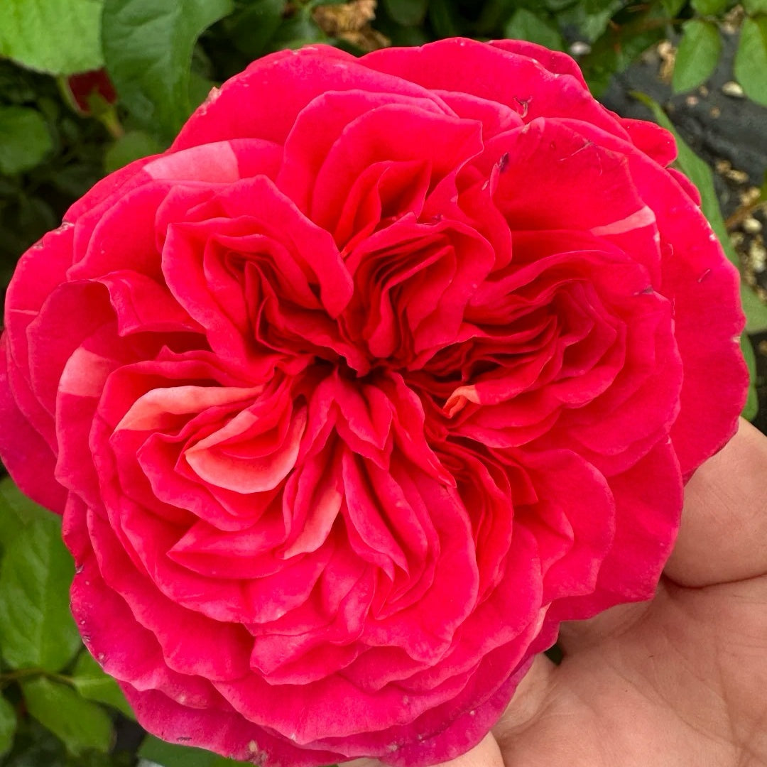 Hot X-pression Rose