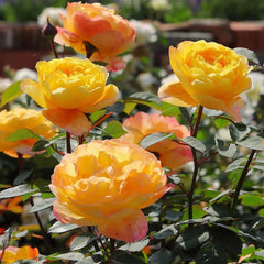 Huai xiang Rose