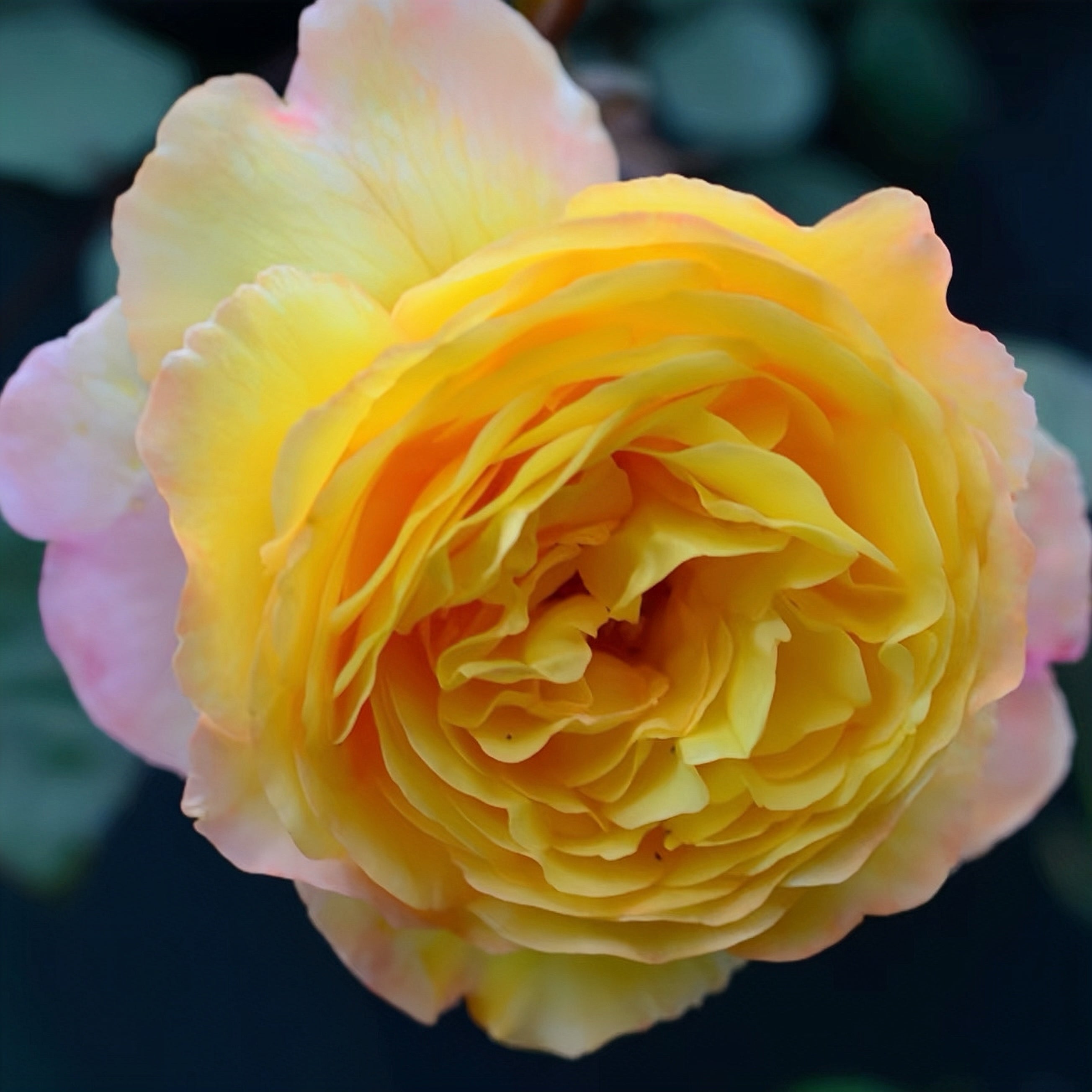 Huai xiang Rose