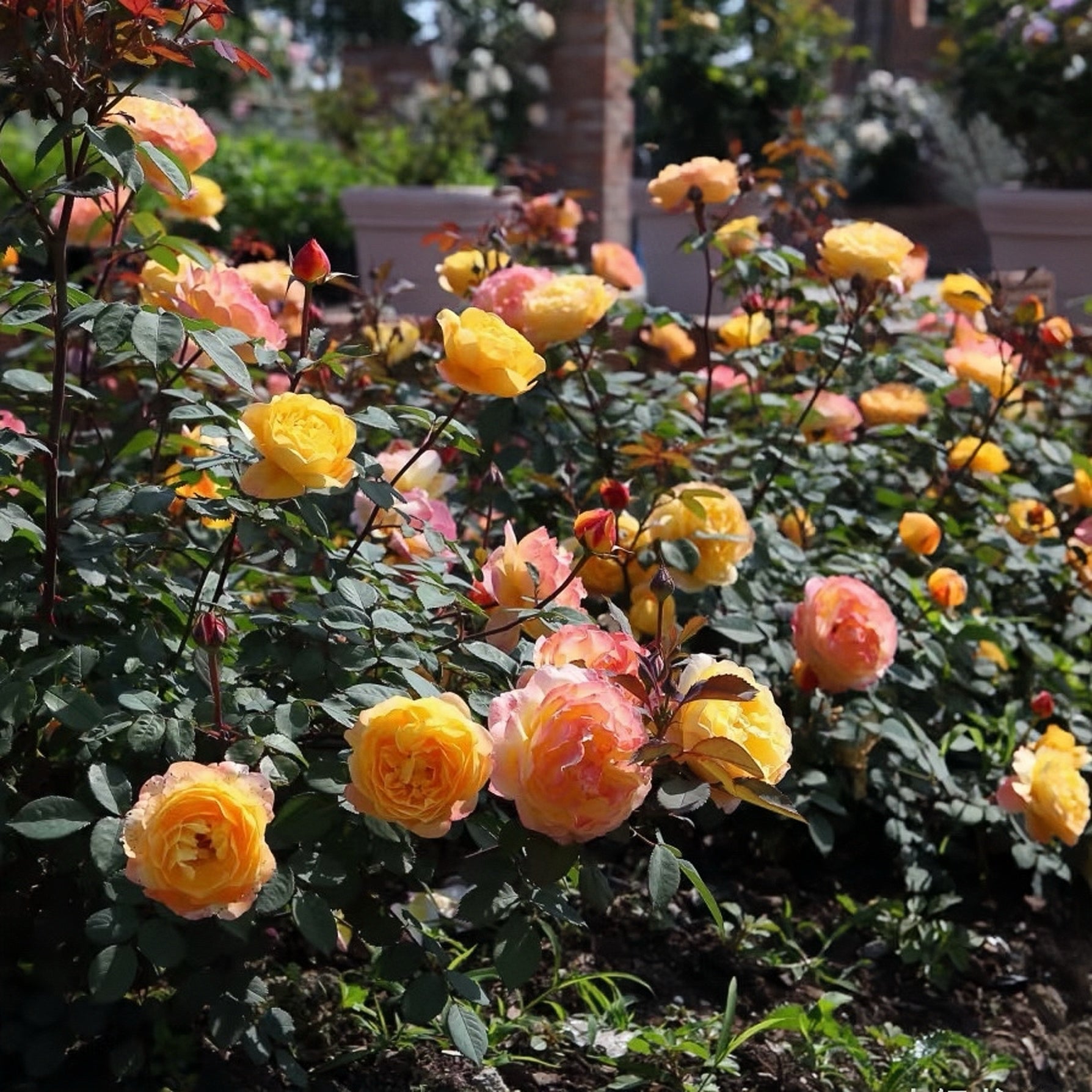 Huai xiang Rose
