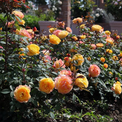 Huai xiang Rose