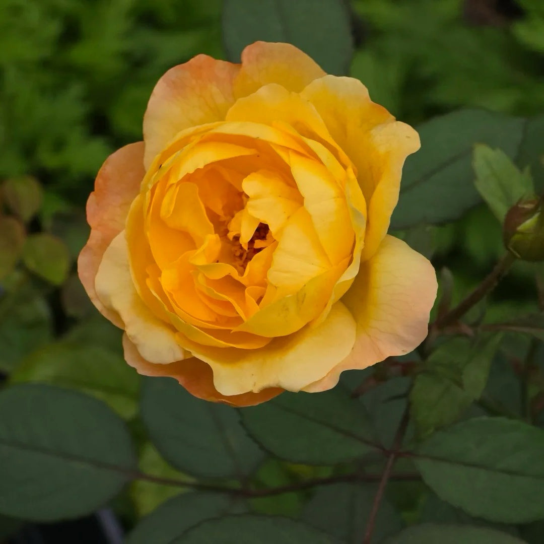 Huai xiang Rose