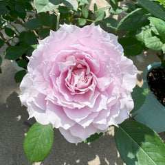 Huanzi Rose