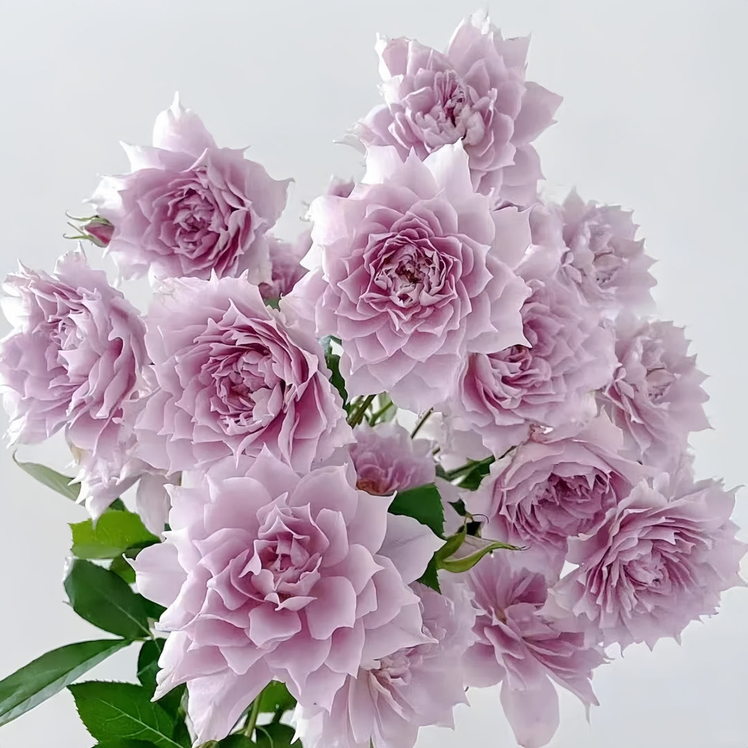 Huanzi Rose