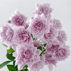 Huanzi Rose