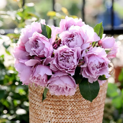 Huanzi Rose