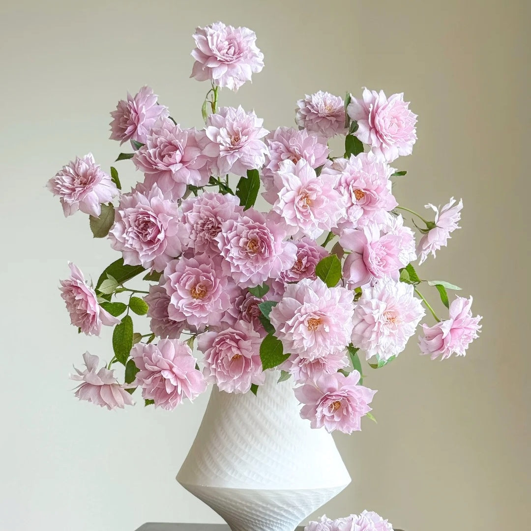 Huanzi Rose