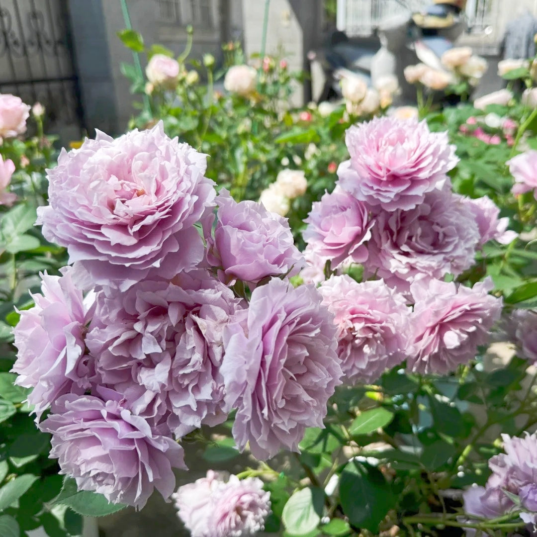 Huanzi Rose