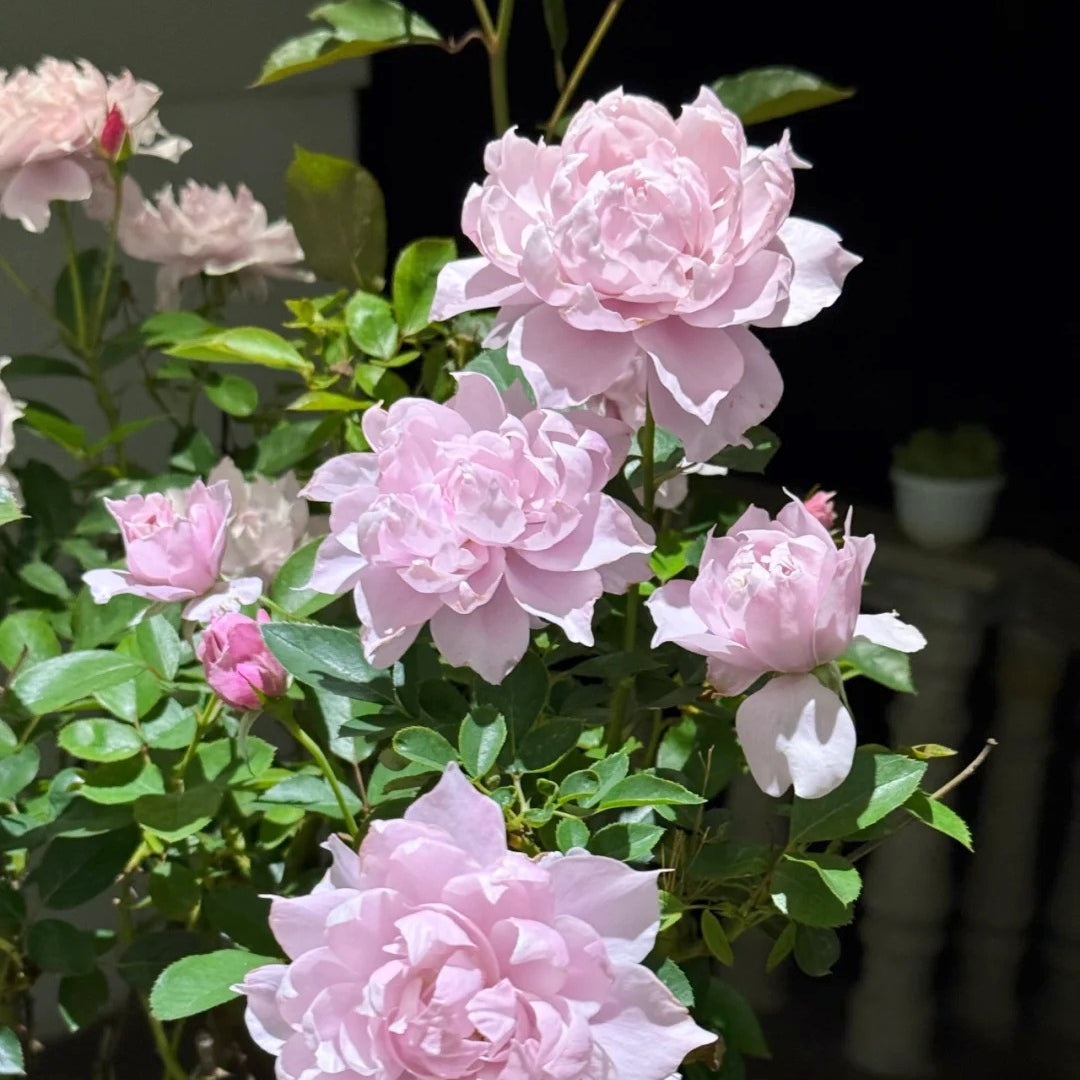 Huanzi Rose